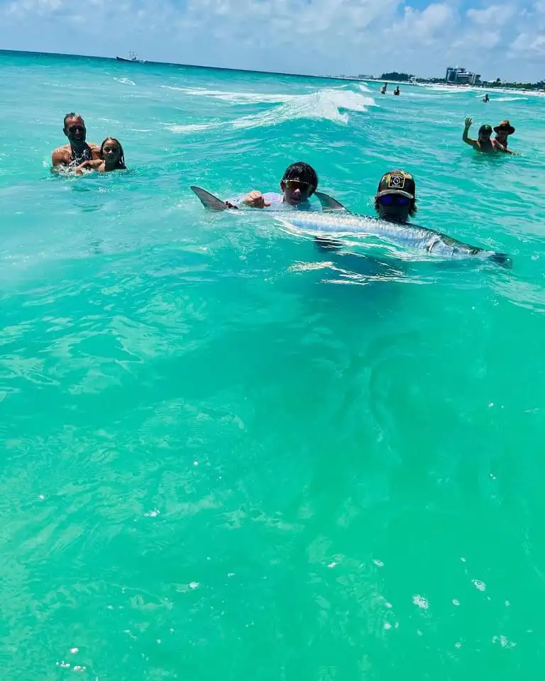 Anglers holding a trophy tarpon in the Gulf during a Sarasota beach fishing charter.