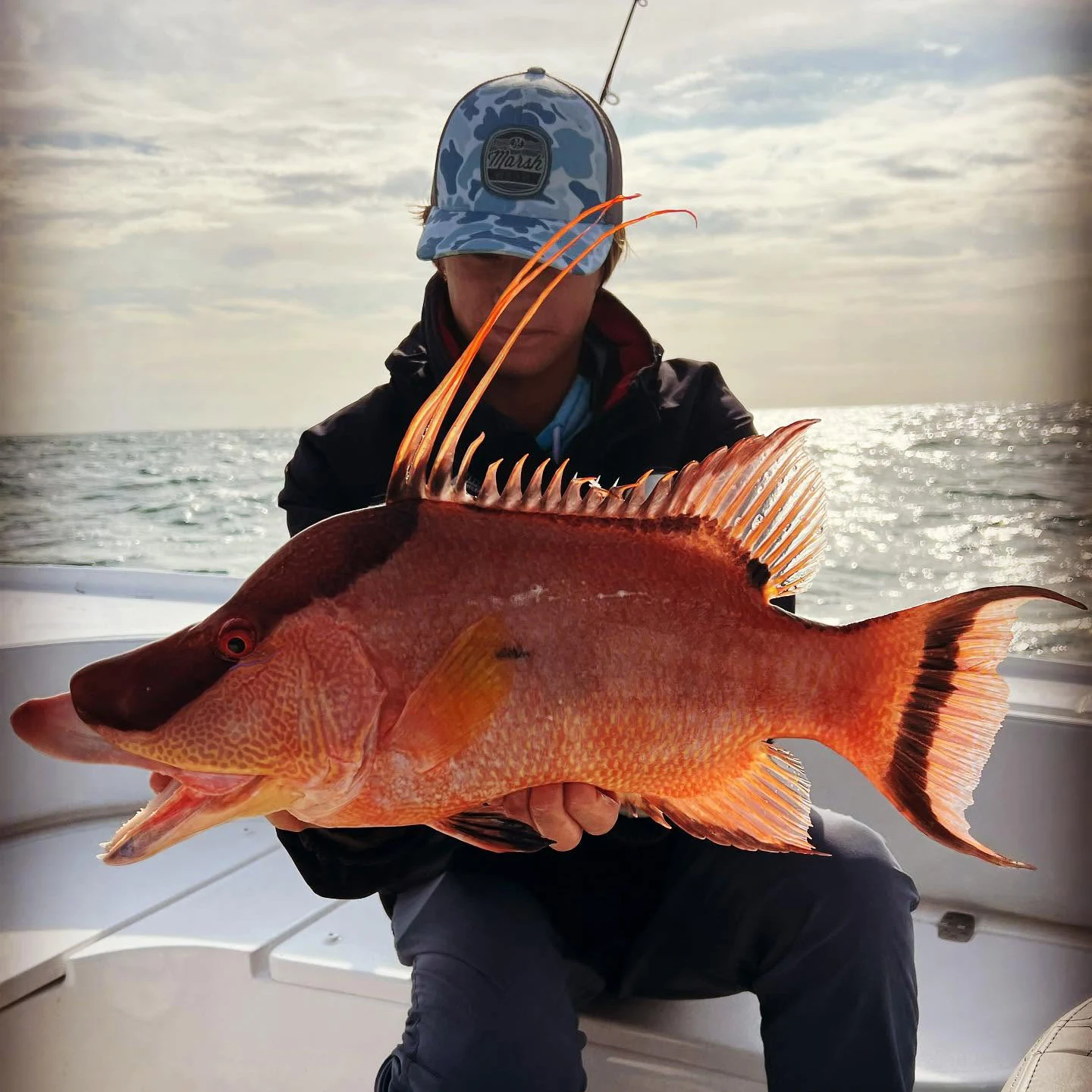 Angler holding a colorful hogfish caught on a Sarasota nearshore fishing charter.