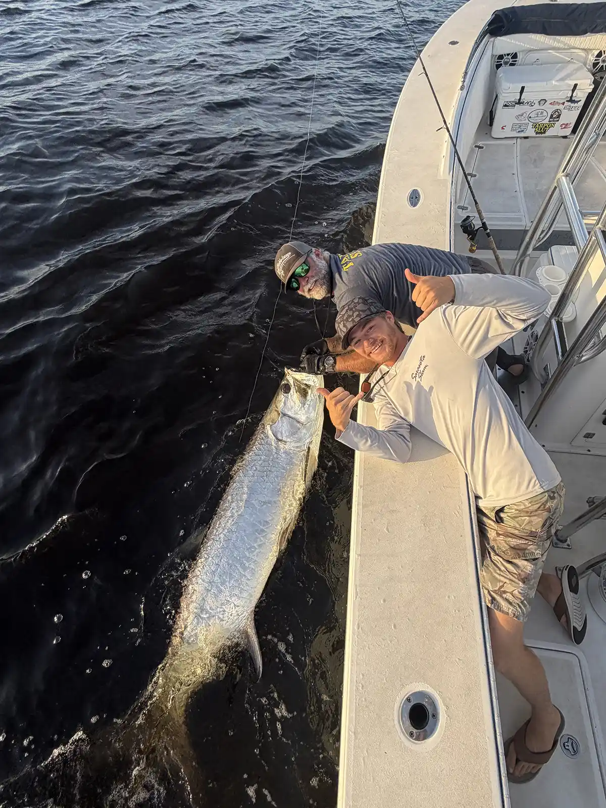 Angler giving a shaka beside a large tarpon being held at the side of a fishing boat near Sarasota, Florida.