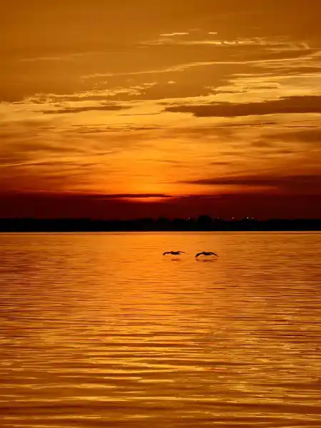 Birds flying low over Sarasota Bay during a vivid orange Florida sunset