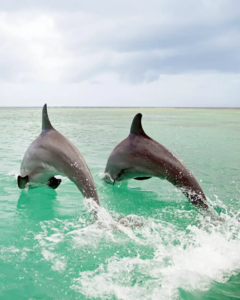 Two wild bottlenose dolphins swimming through the clear waters of Sarasota Bay during a dolphin sightseeing tour.